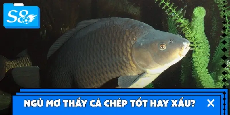 Ngủ mơ thấy cá chép tốt hay xấu?